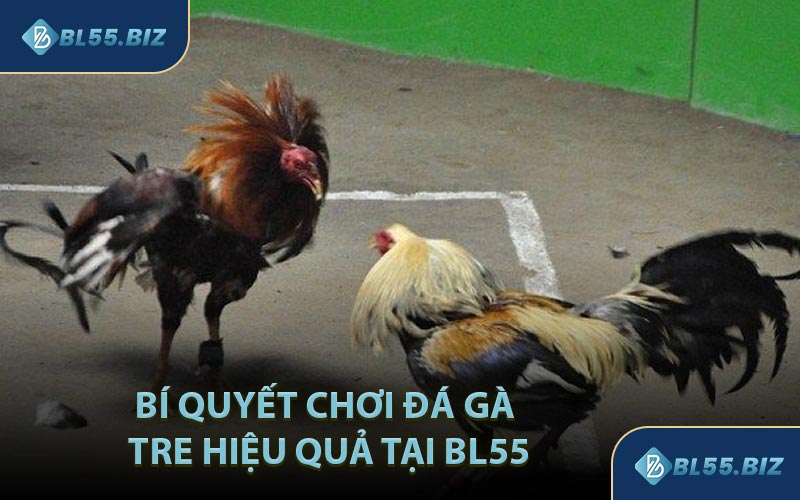 Bí Quyết Chơi Đá Gà Tre Hiệu Quả Tại BL55