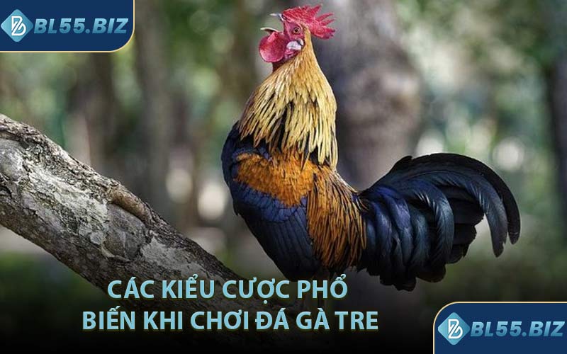 Các Kiểu Cược Phổ Biến Khi Chơi Đá Gà Tre