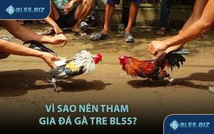 Vì Sao Nên Tham Gia Đá Gà Tre BL55?