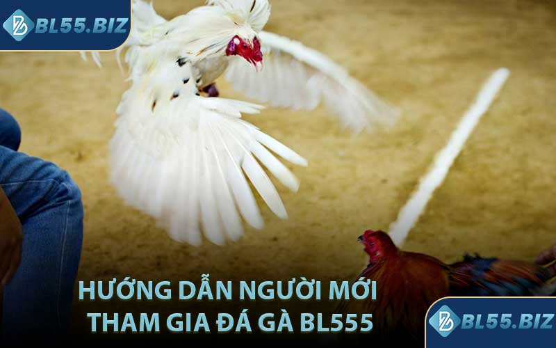 Hướng Dẫn Người Mới Tham Gia Đá Gà BL555